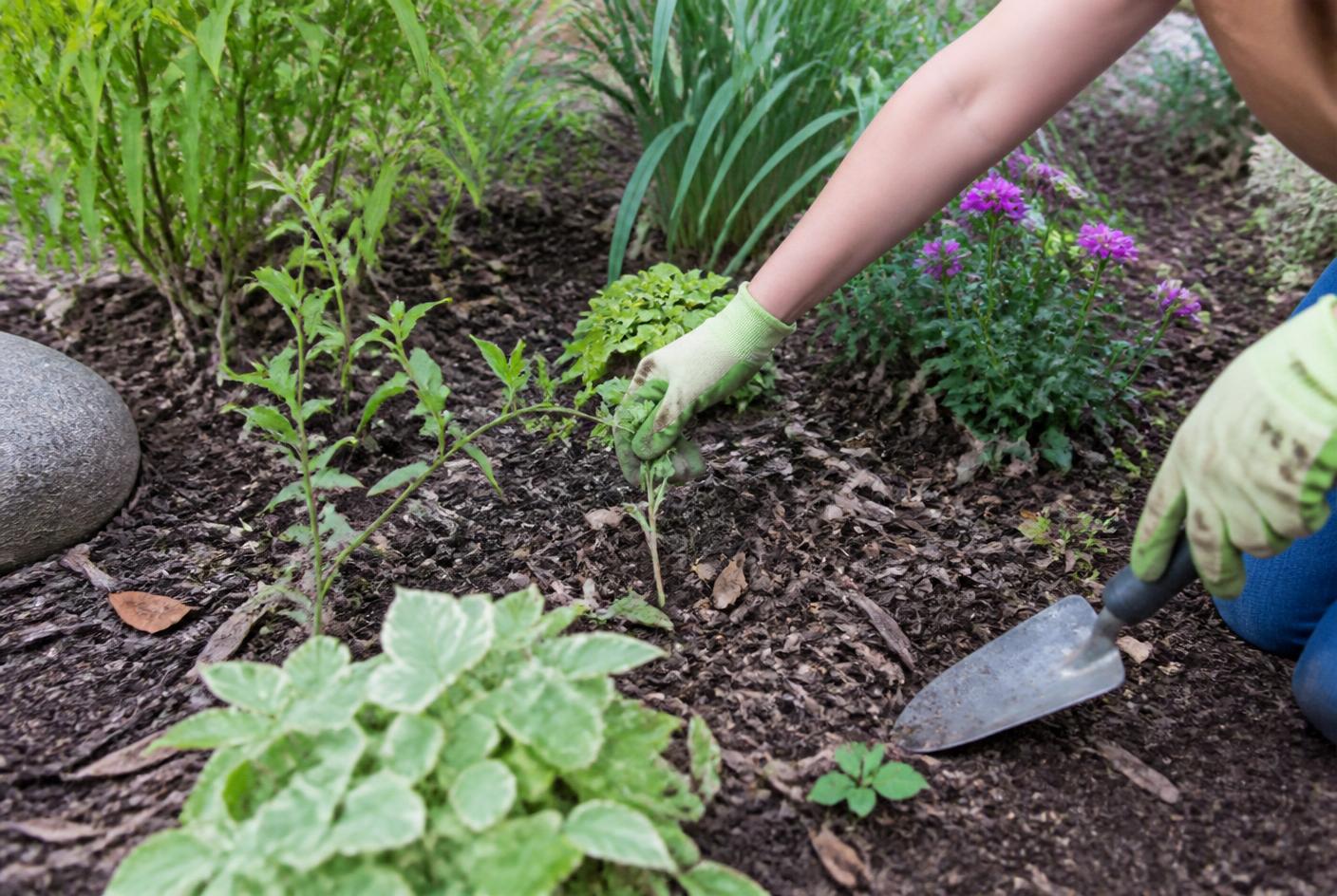 Sorgfältig gepflegtes Blumenbeet ohne Unkraut