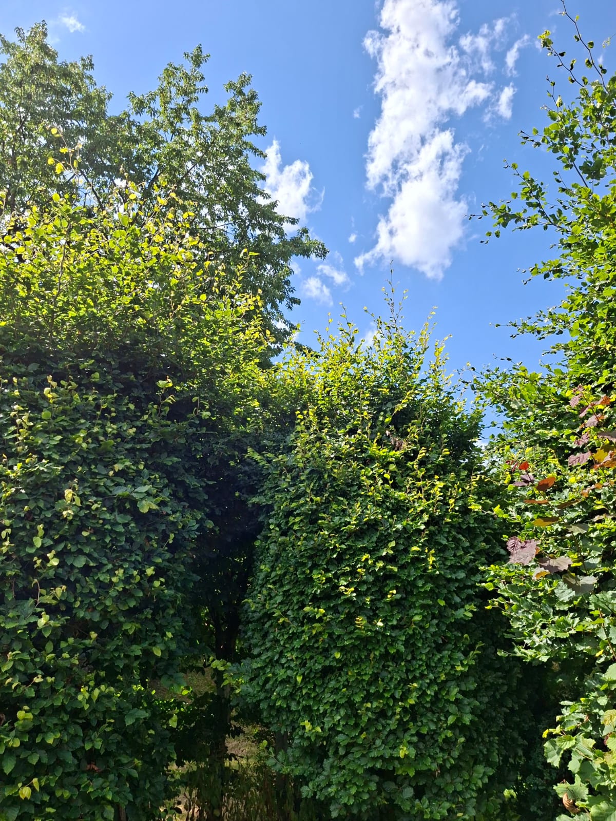 Ungepflegter Garten vor der Bearbeitung durch LeafLab